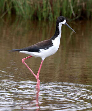 Image of Hawaiian stilt