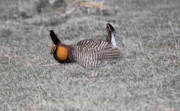 Image of Greater Prairie Chicken