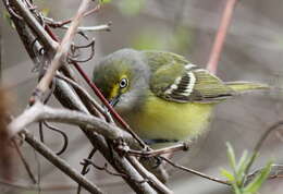 Слика од Vireo griseus (Boddaert 1783)