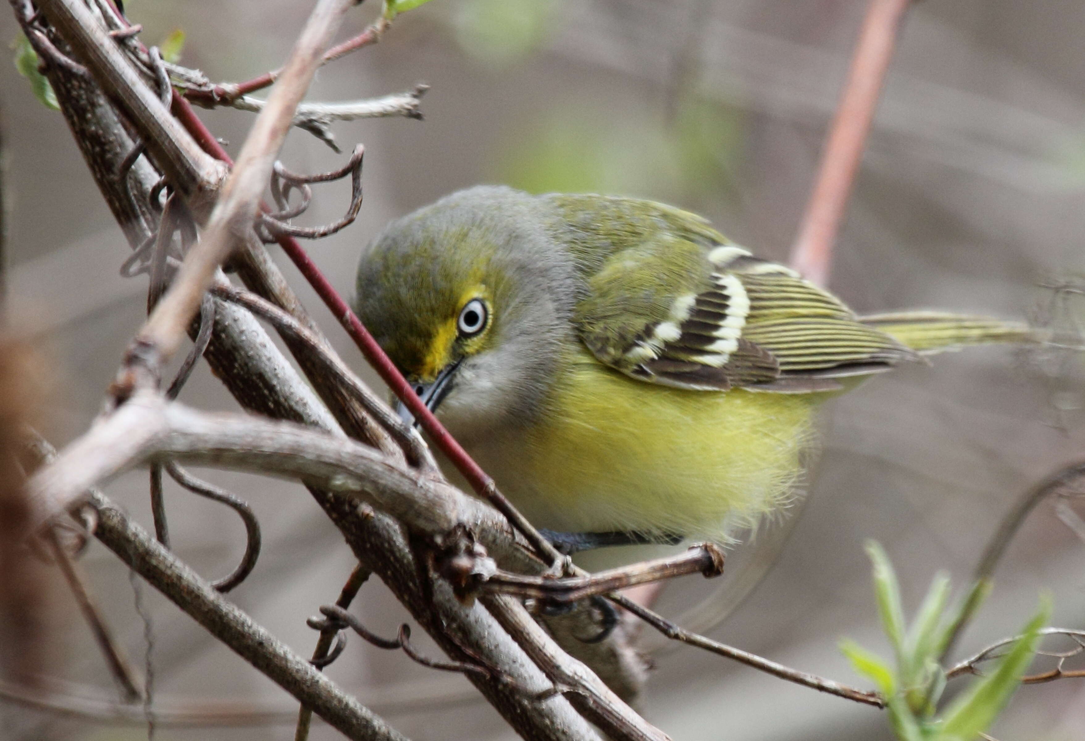 Слика од Vireo griseus (Boddaert 1783)