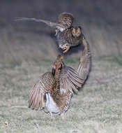 Image of Greater Prairie Chicken