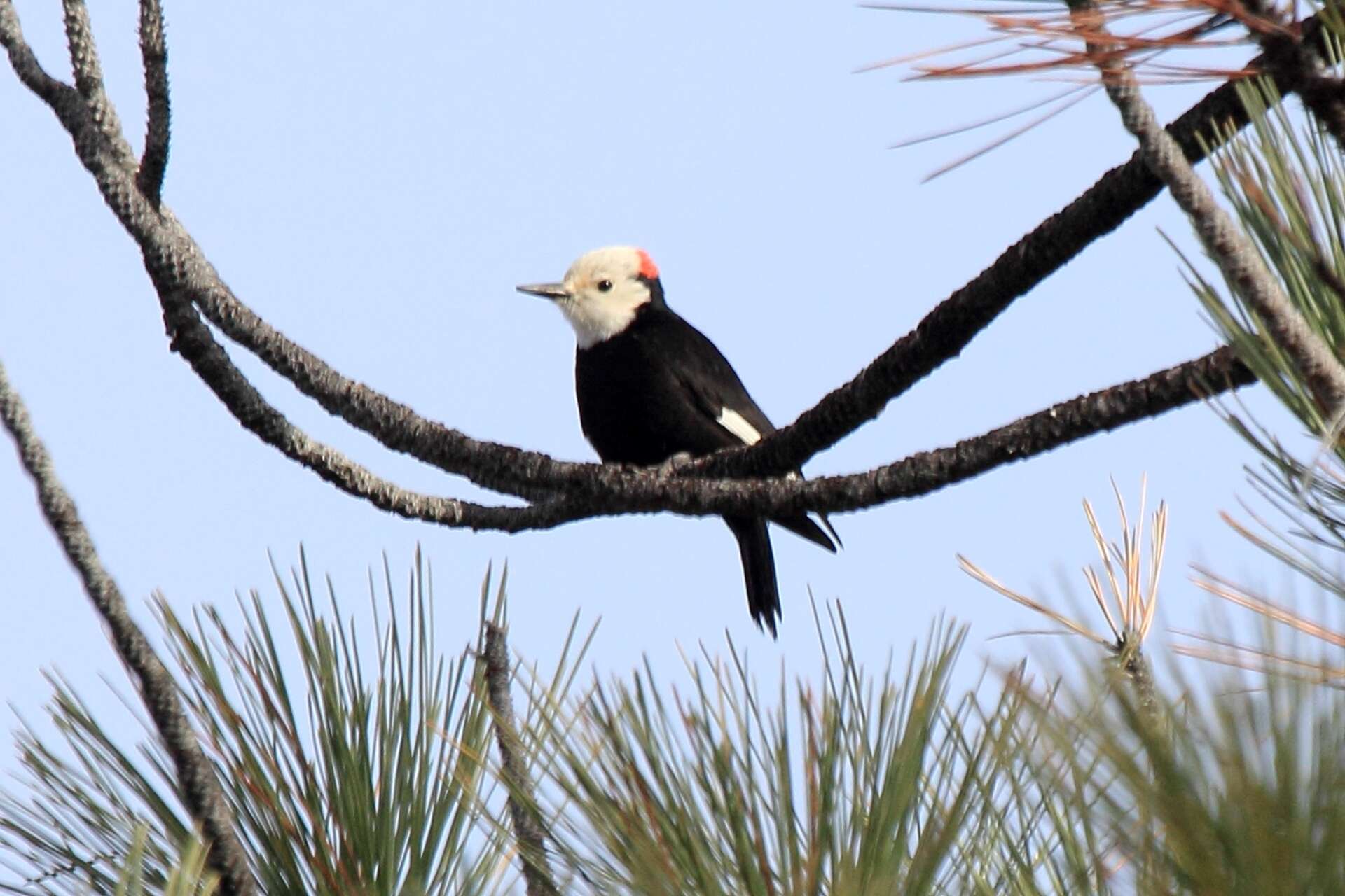 Image of White-headed Woodpecker