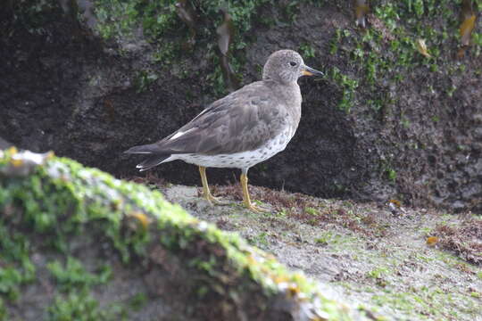 Image of Surfbird