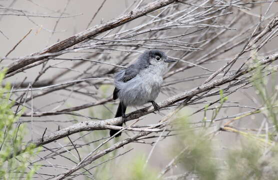 Image of California Gnatcatcher