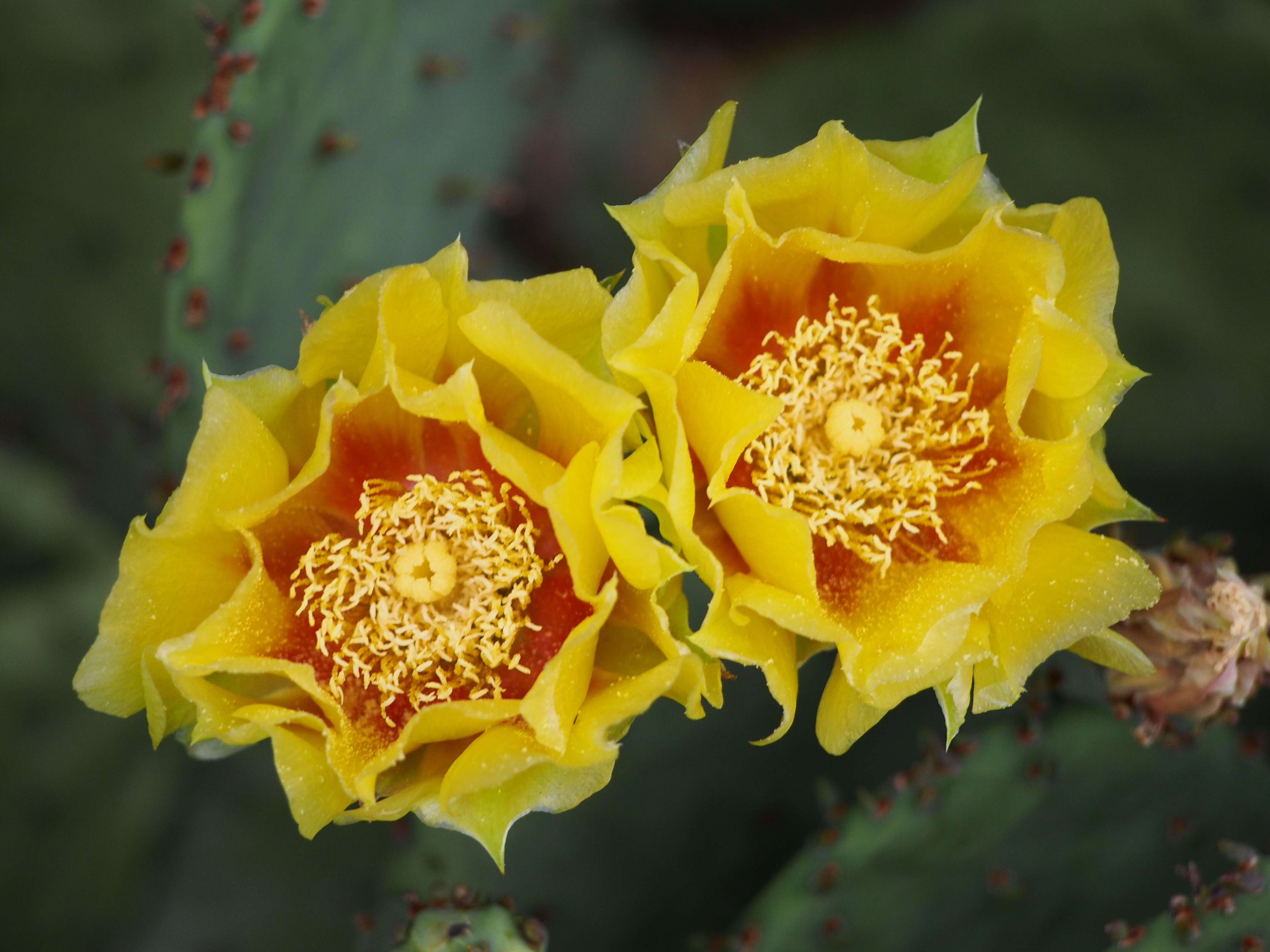 Image of Eastern Prickly Pear