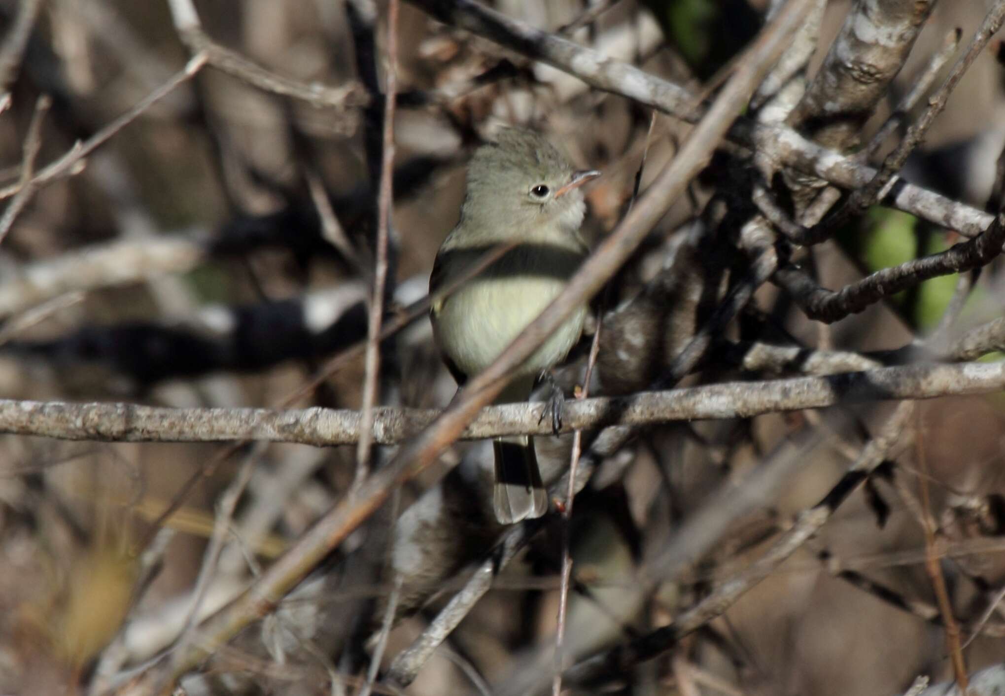 Image of Northern Beardless Tyrannulet