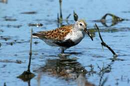 Image of Dunlin