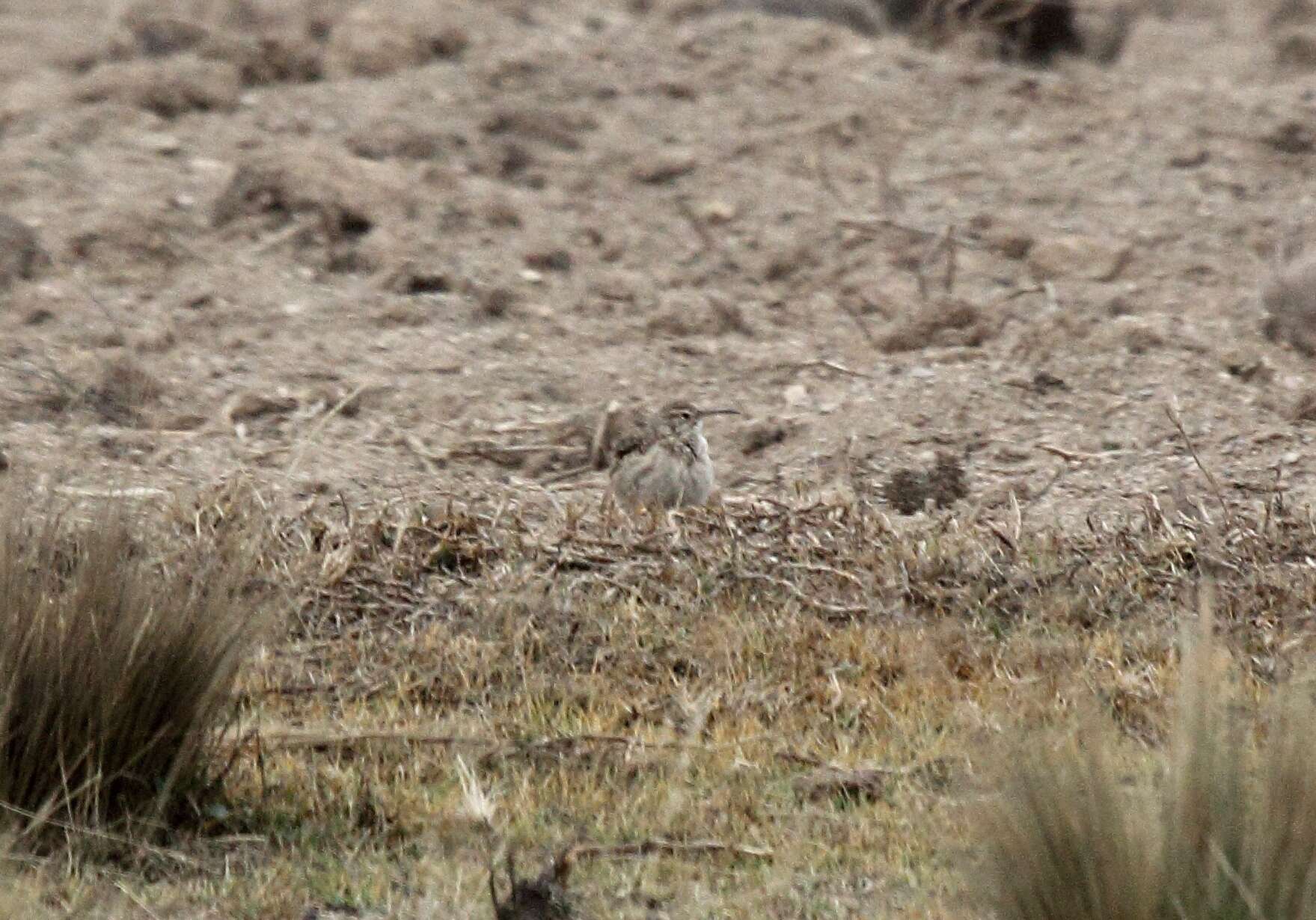 Image of Slender-billed Miner