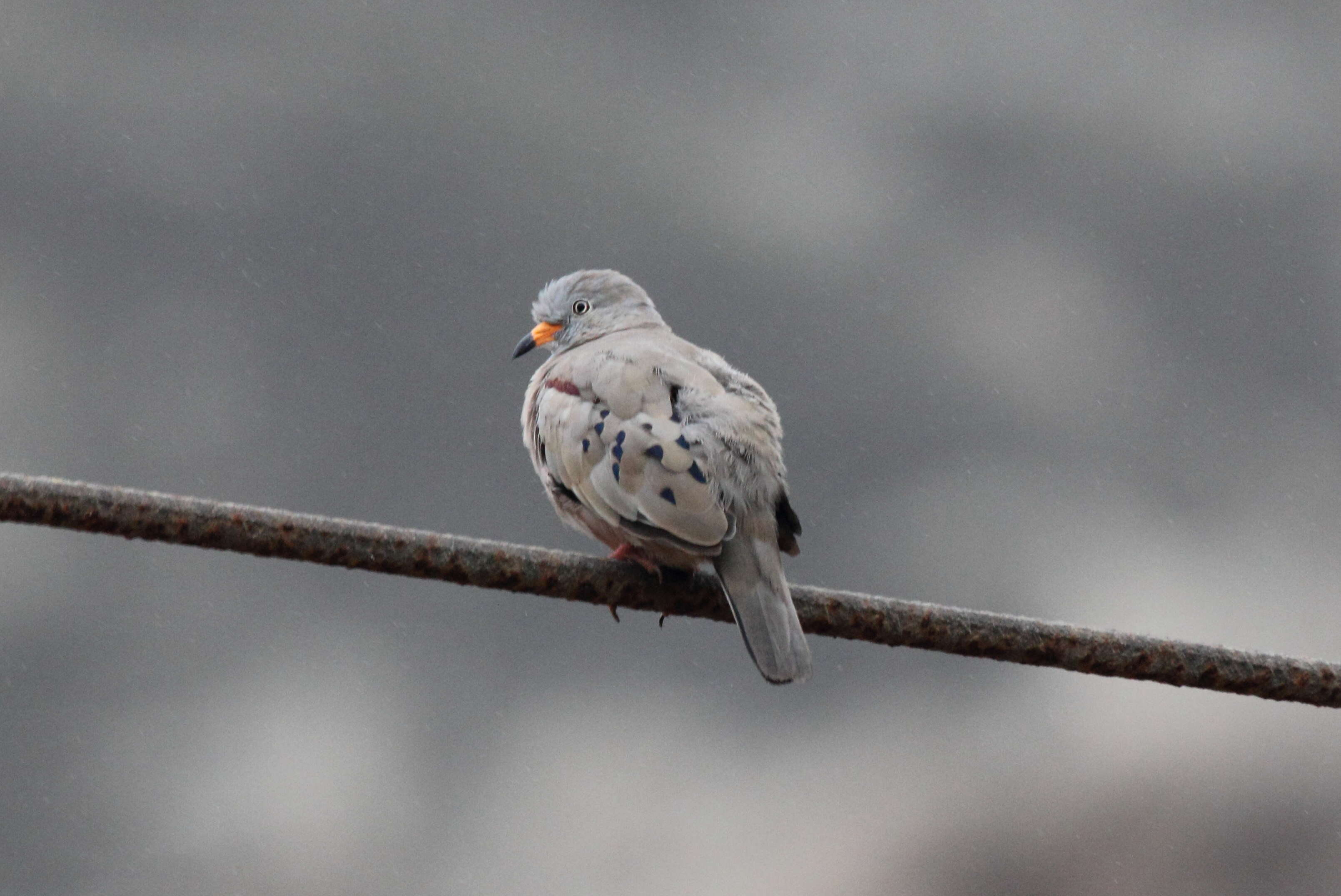 Image of Croaking Ground Dove