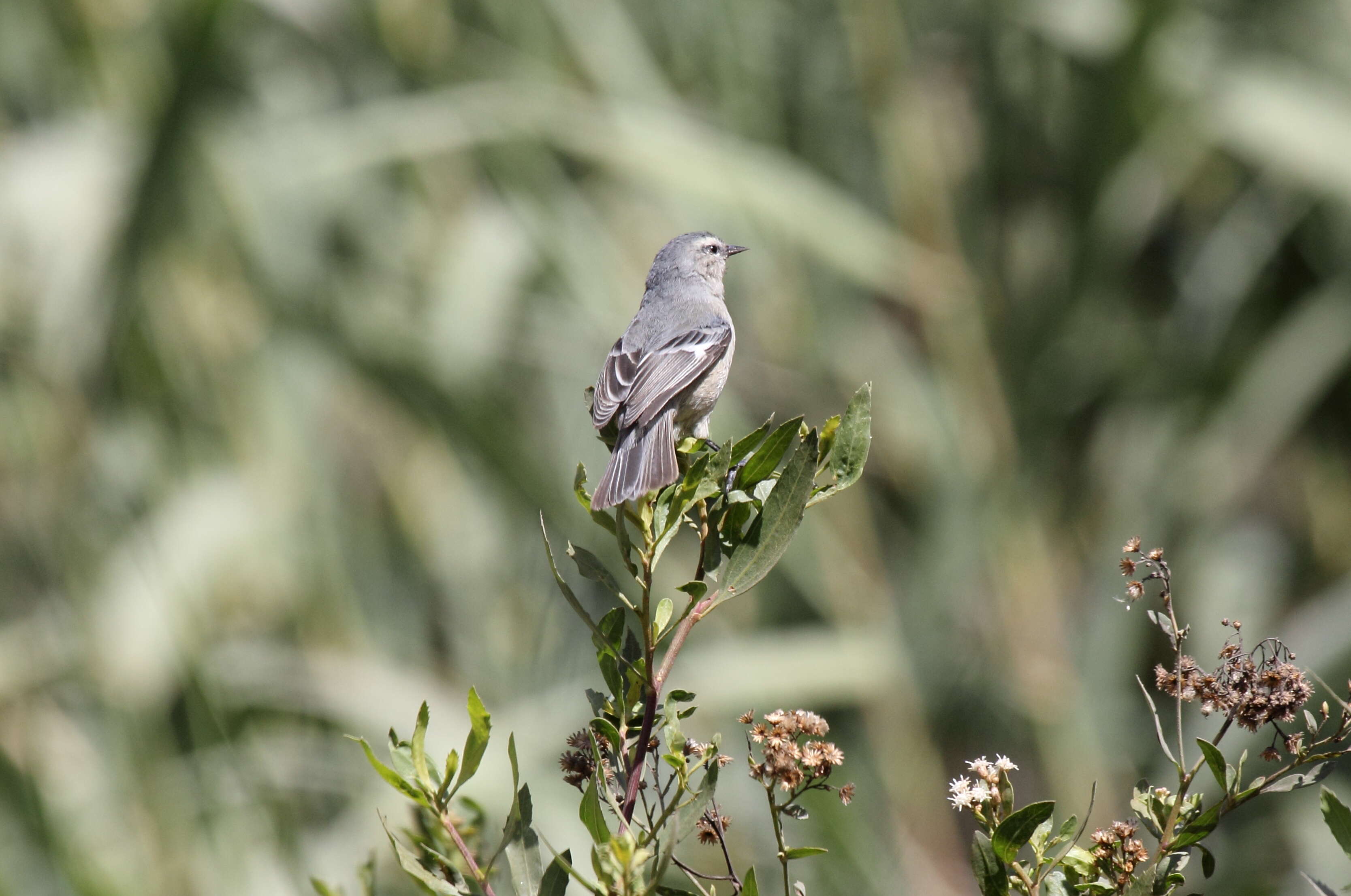 Image of Cinereous Conebill