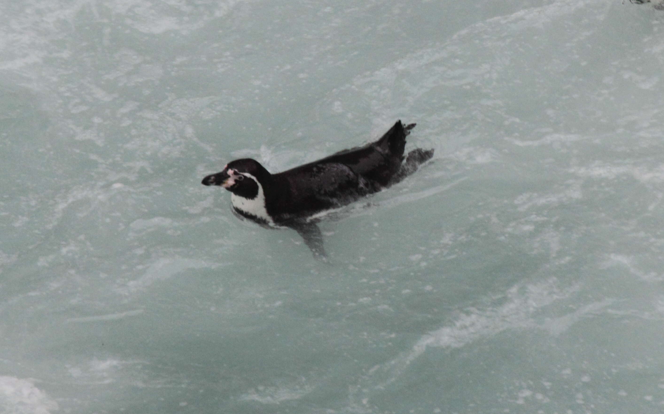 Image of Humboldt Penguin