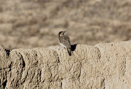 Image of Andean Flicker