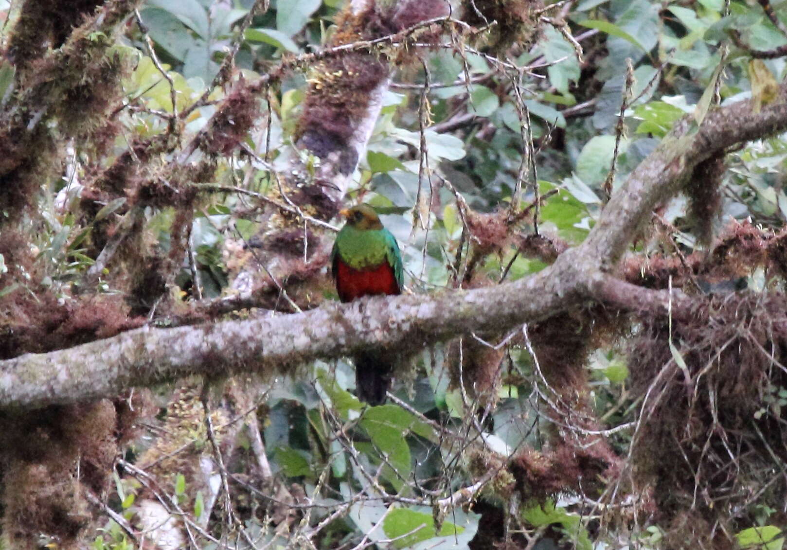 Image de Quetzal doré