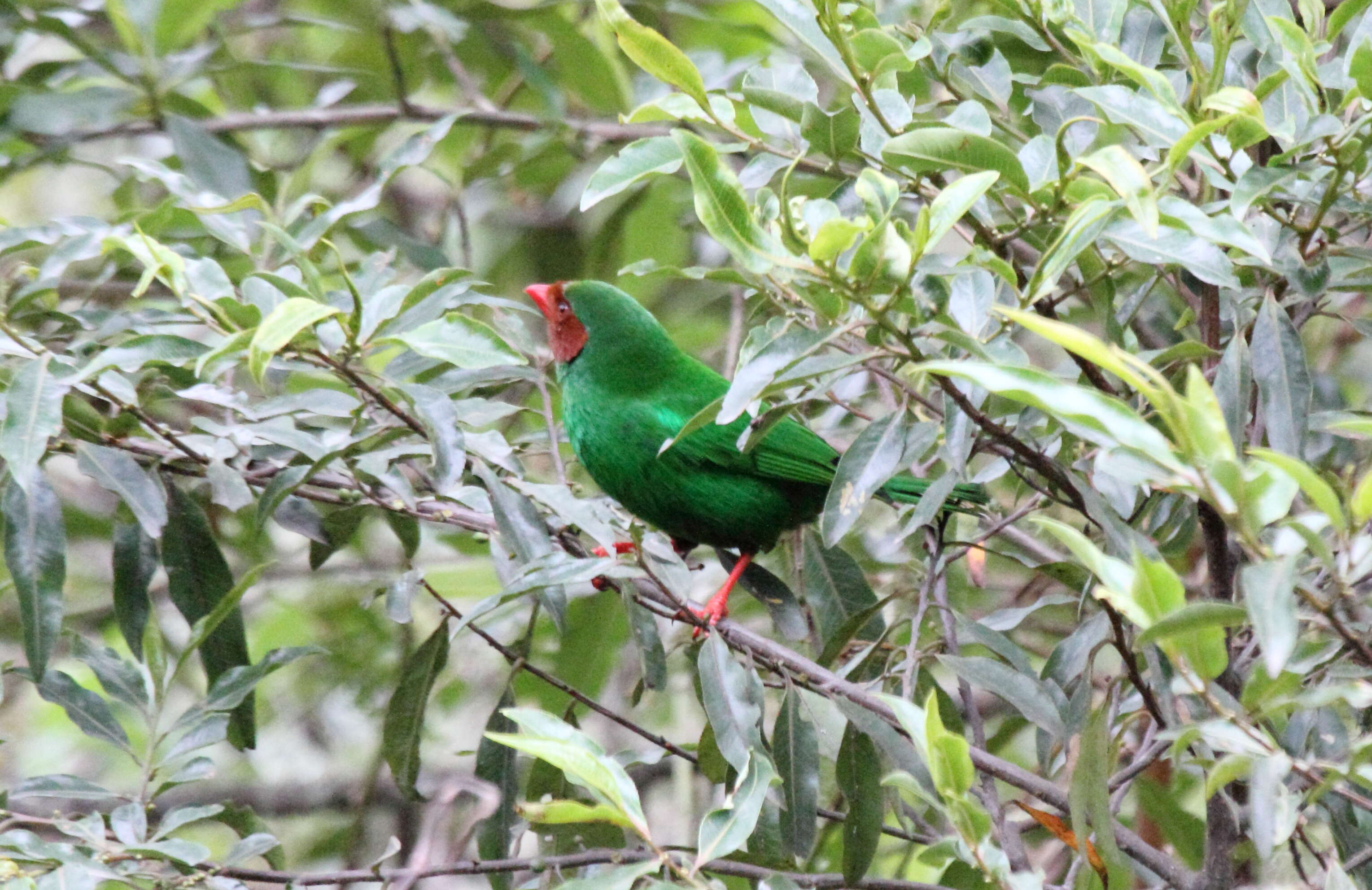 Chlorornis Reichenbach 1850的圖片