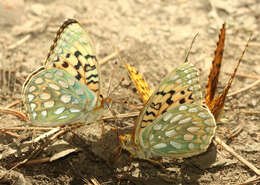 Image de Speyeria zerene Boisduval 1852