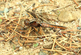 Image of Common Baskettail