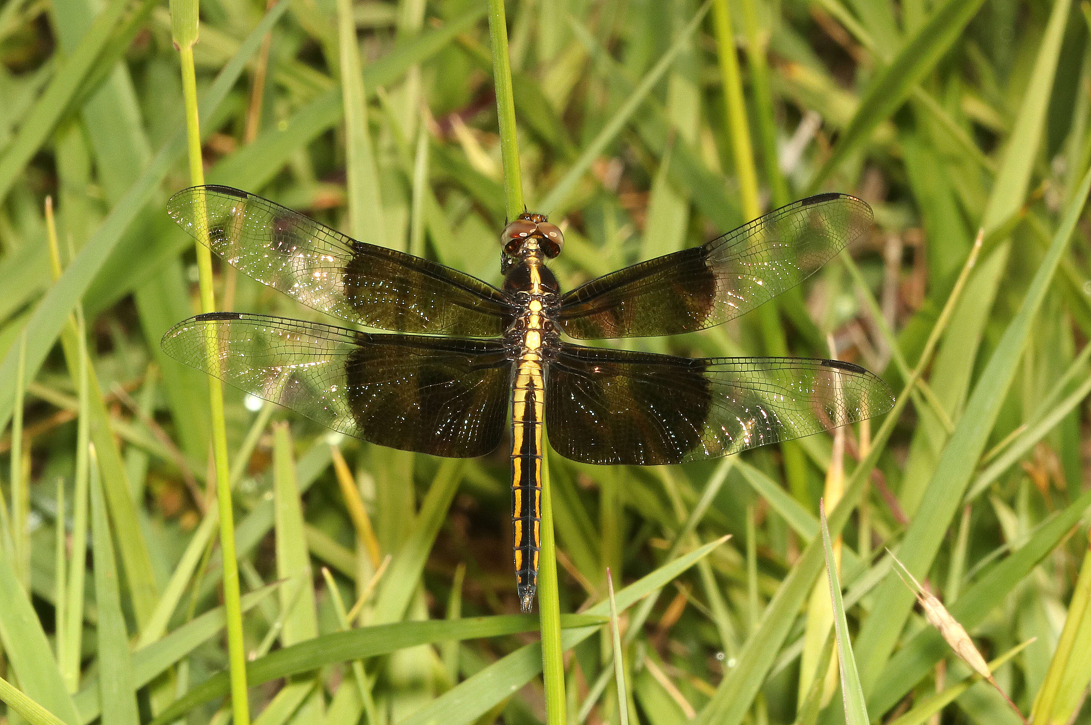 Image of Widow Skimmer