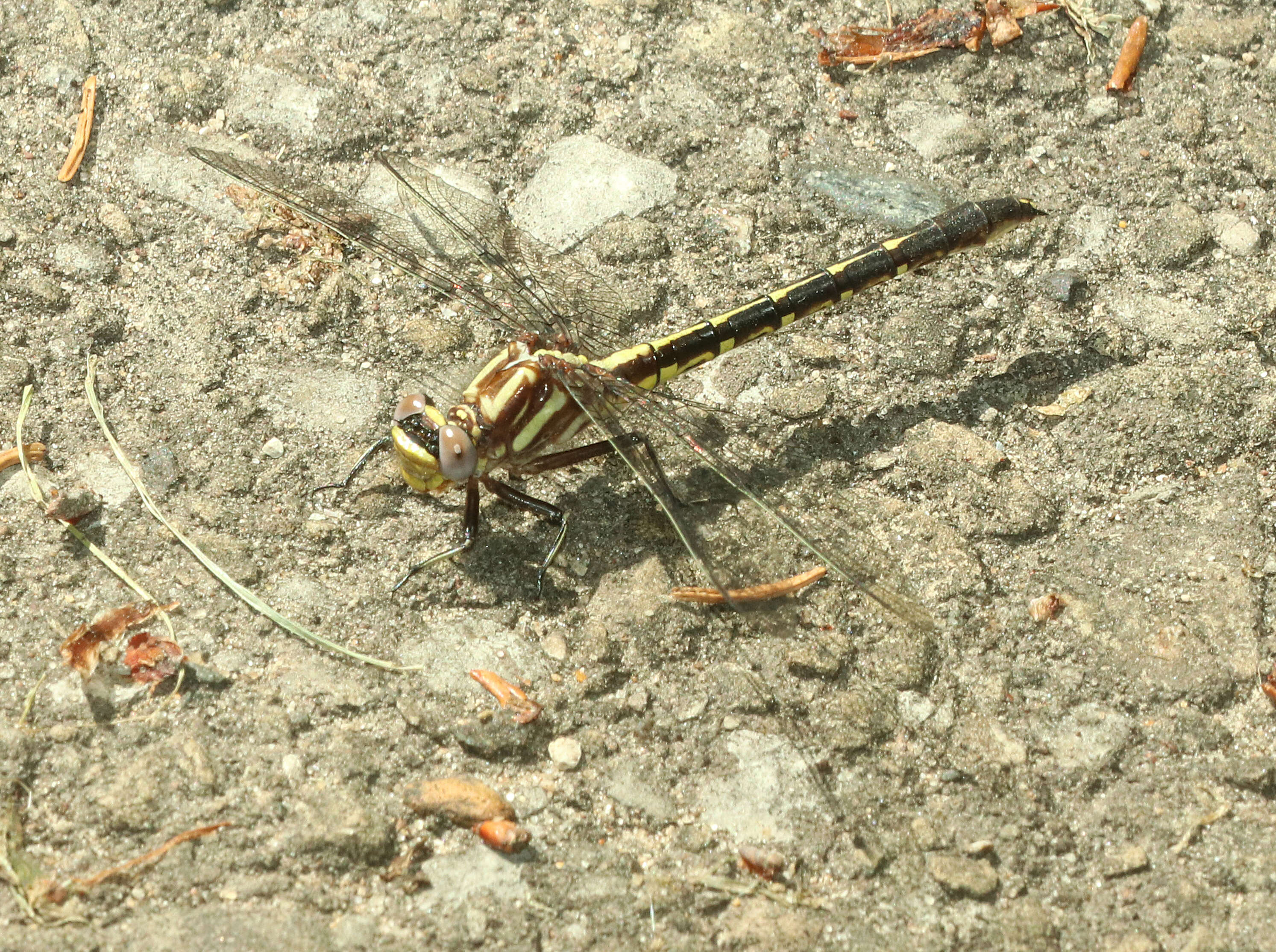 Image of black darter