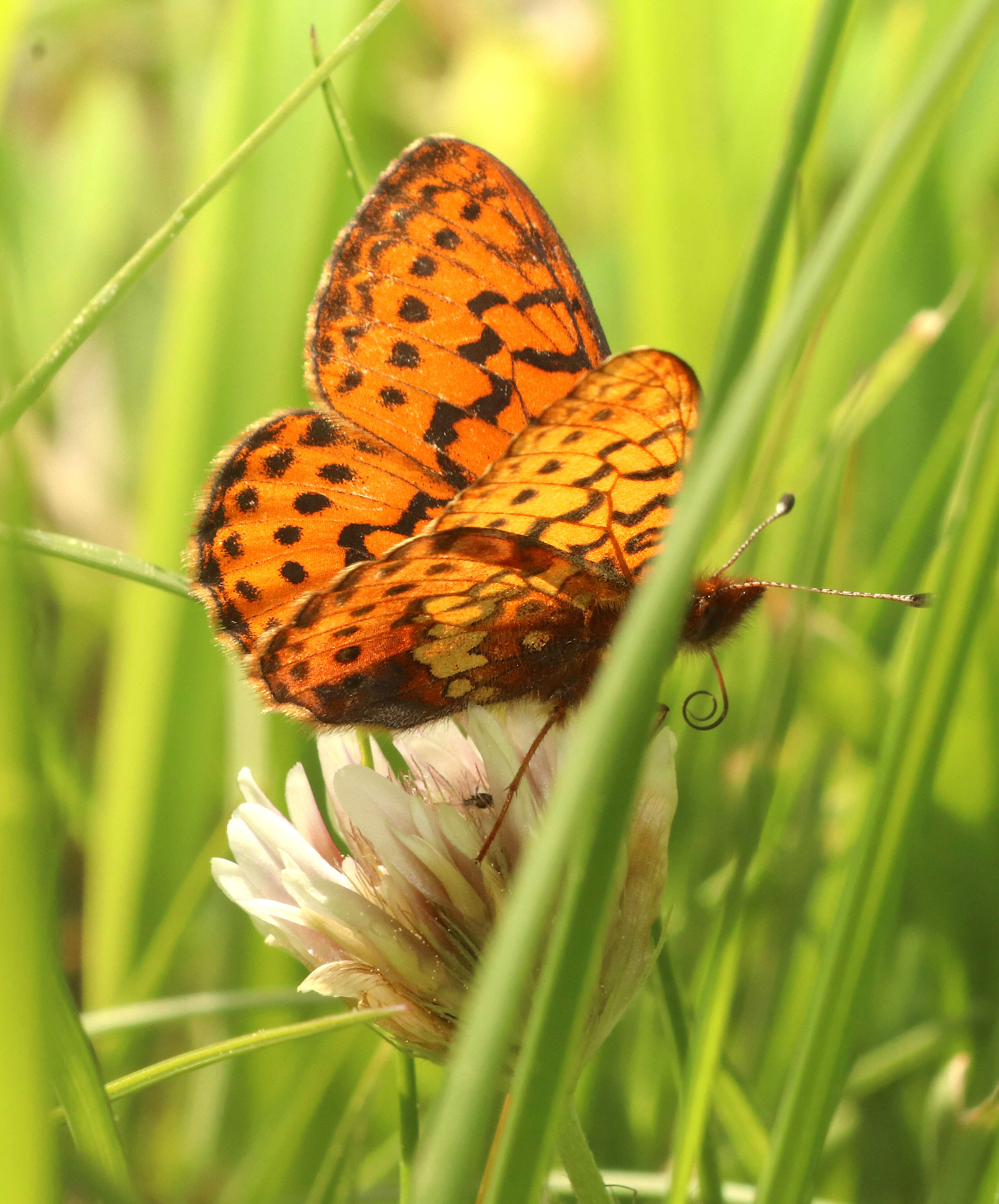 Image of Western Meadow Fritillary