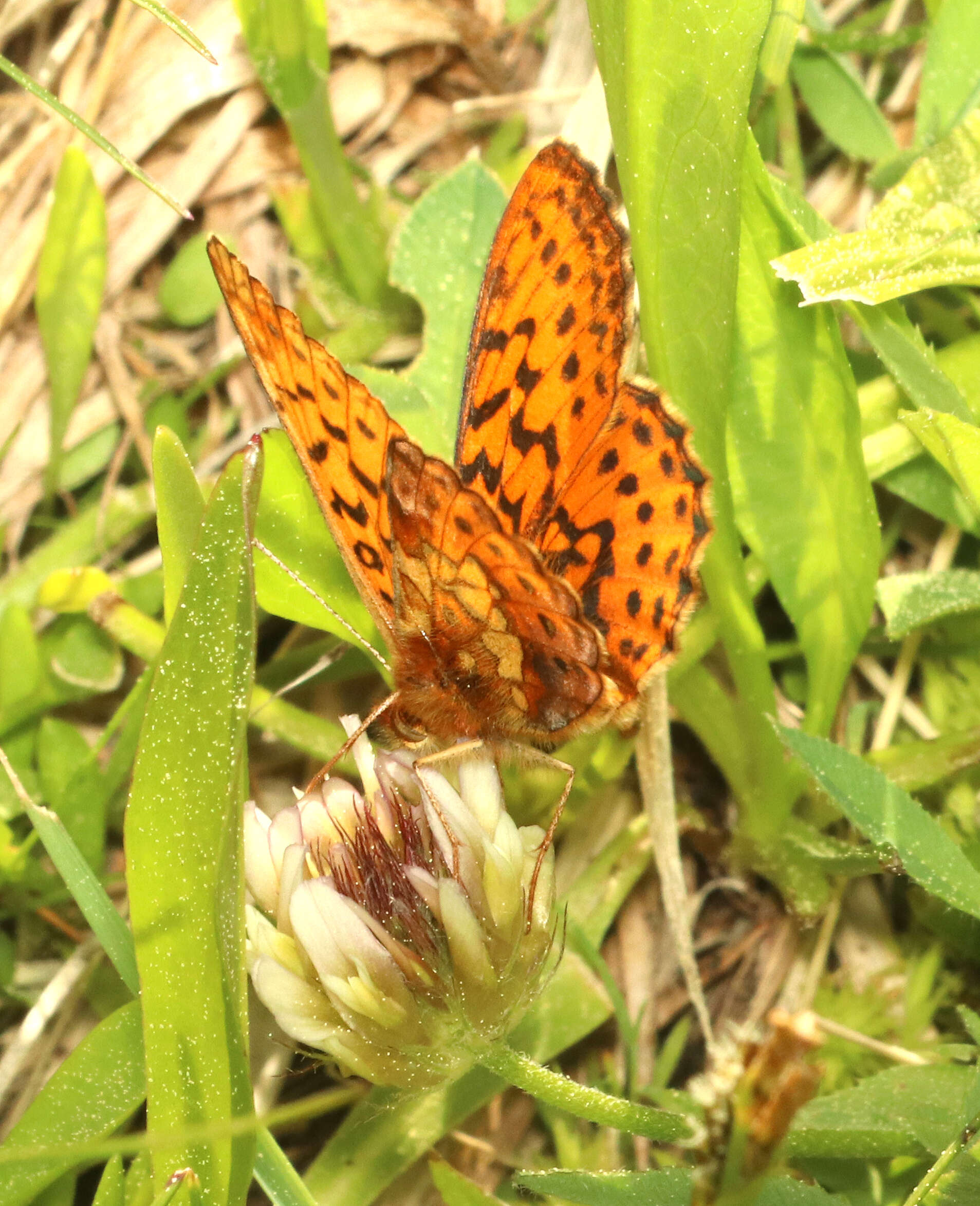 Image of Western Meadow Fritillary