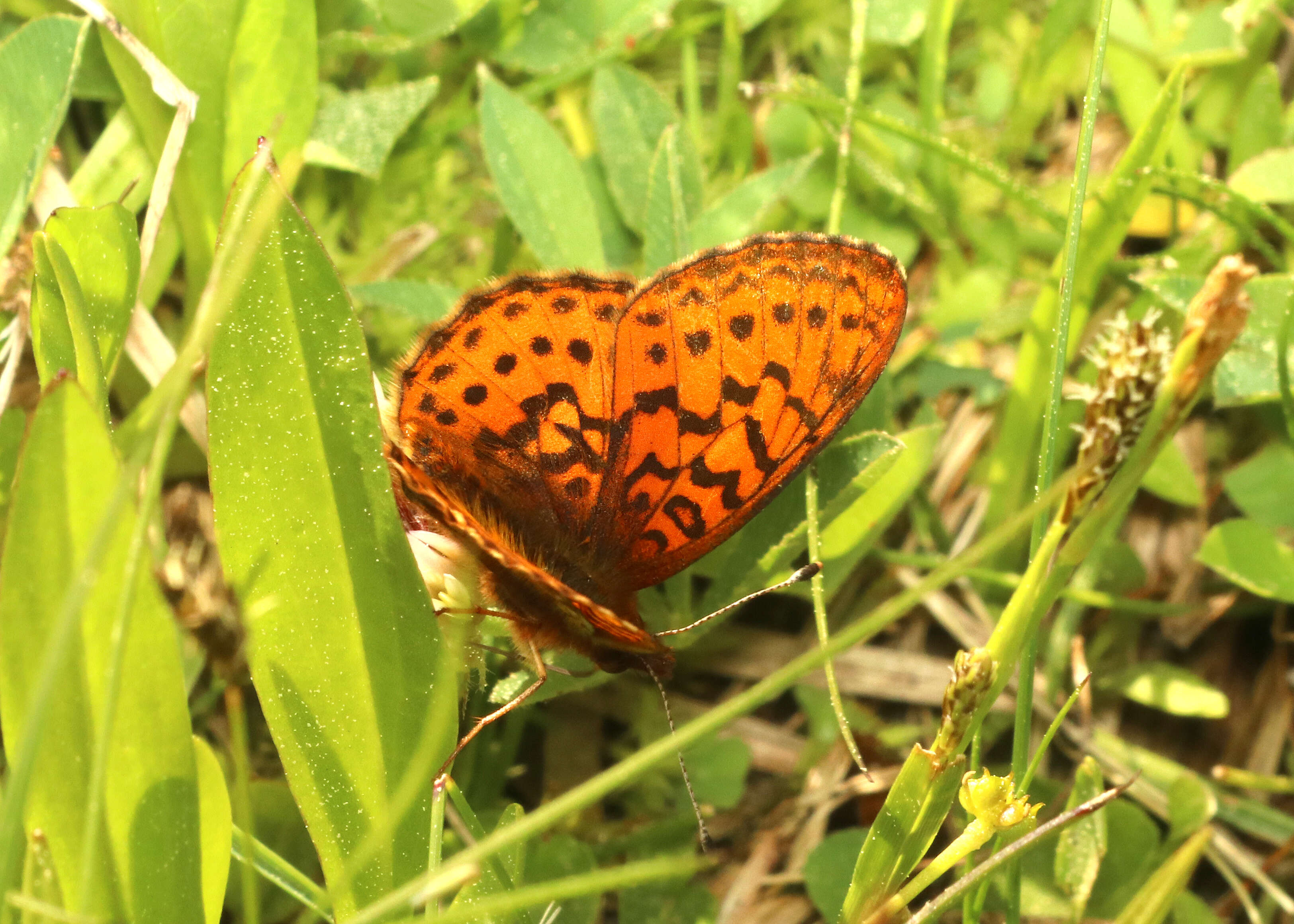 Image of Western Meadow Fritillary