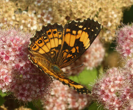 Image of Pearl Crescent