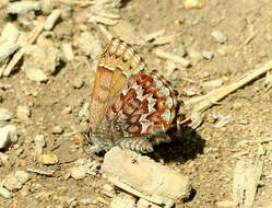 Plancia ëd Callophrys niphon