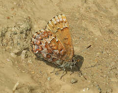 Plancia ëd Callophrys niphon