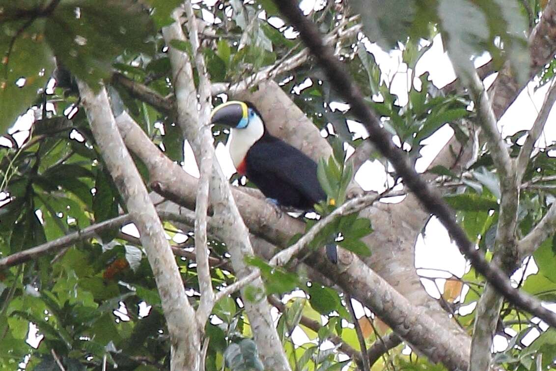 Image of Red-billed Toucan