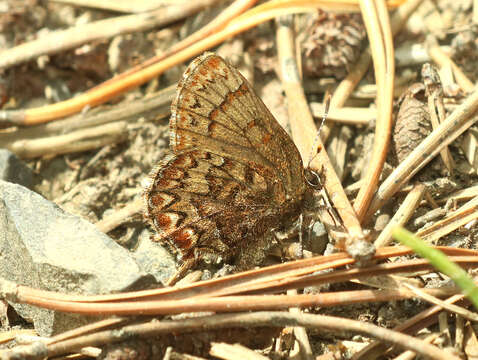 Image of Western Pine Elfin