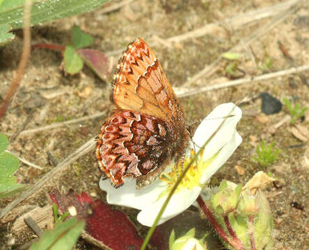 Image of Western Pine Elfin