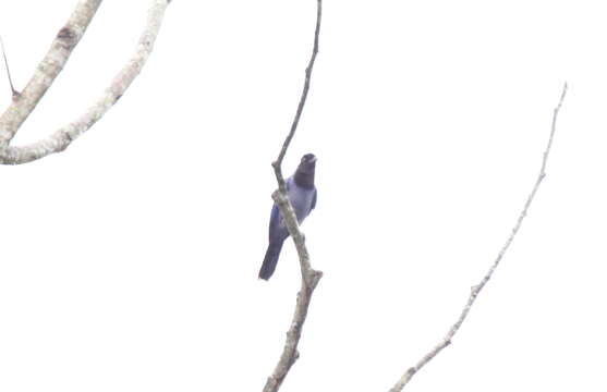 Image of Violaceous Jay