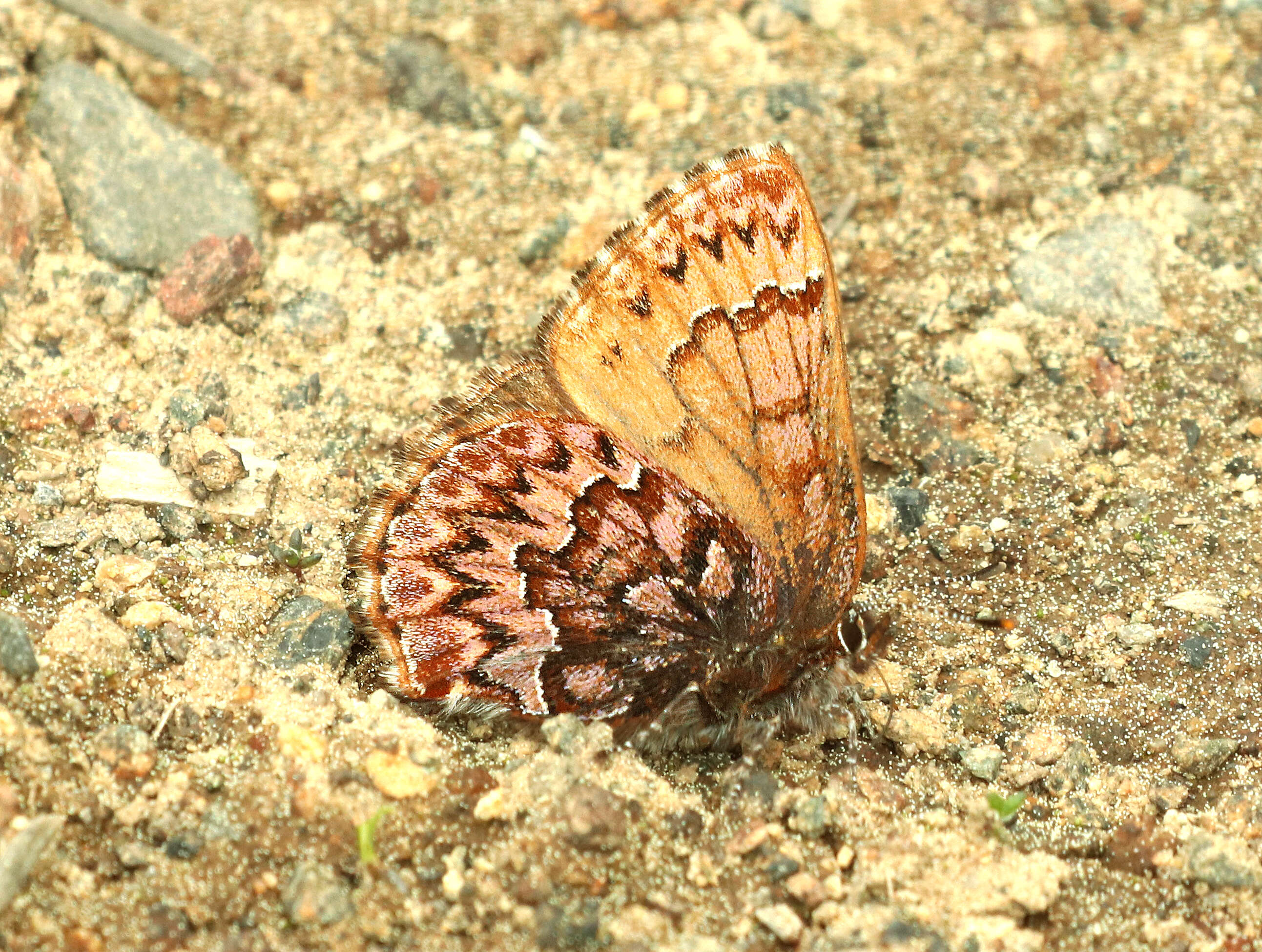 Image of Western Pine Elfin