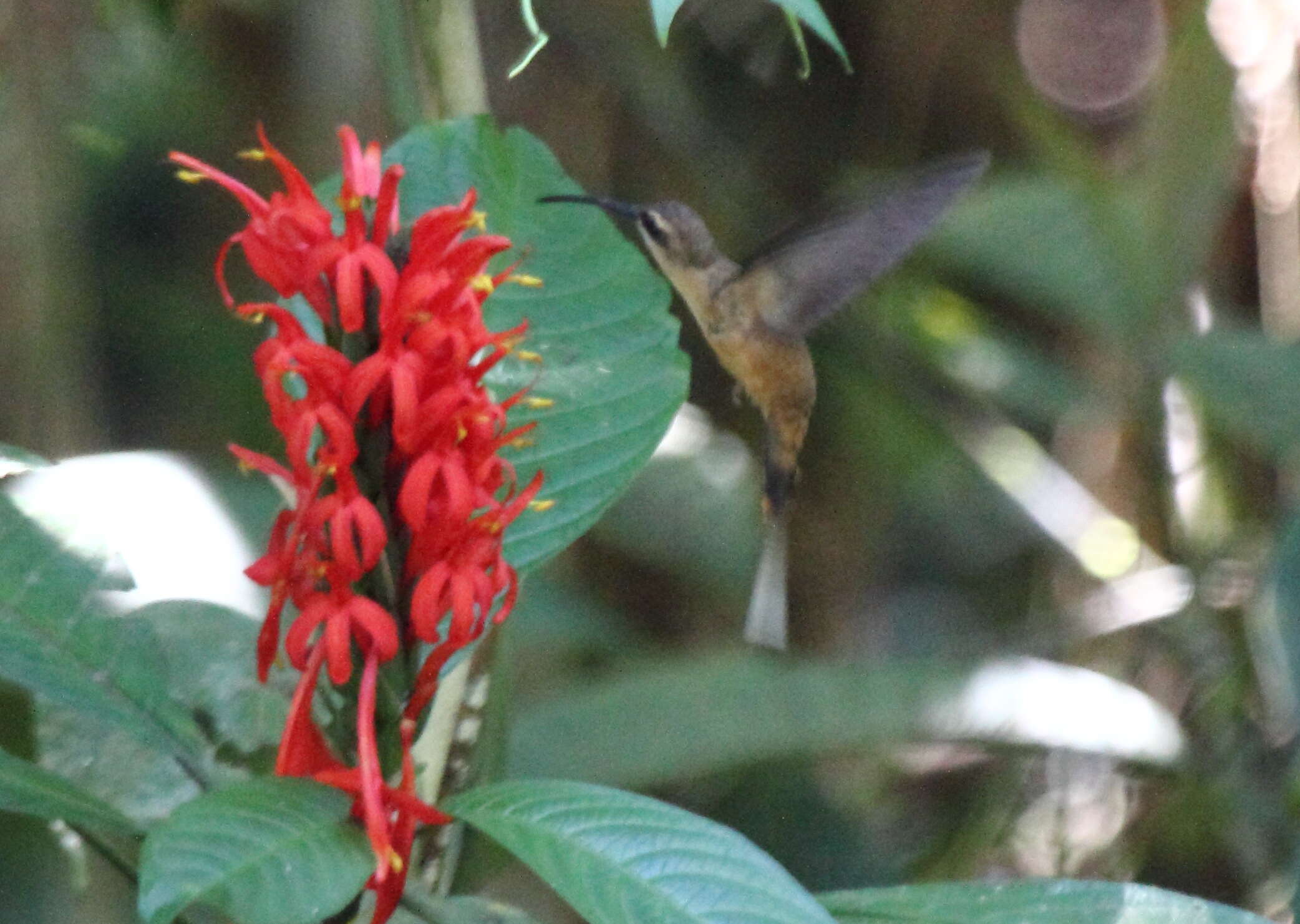 Image of Great-billed Hermit