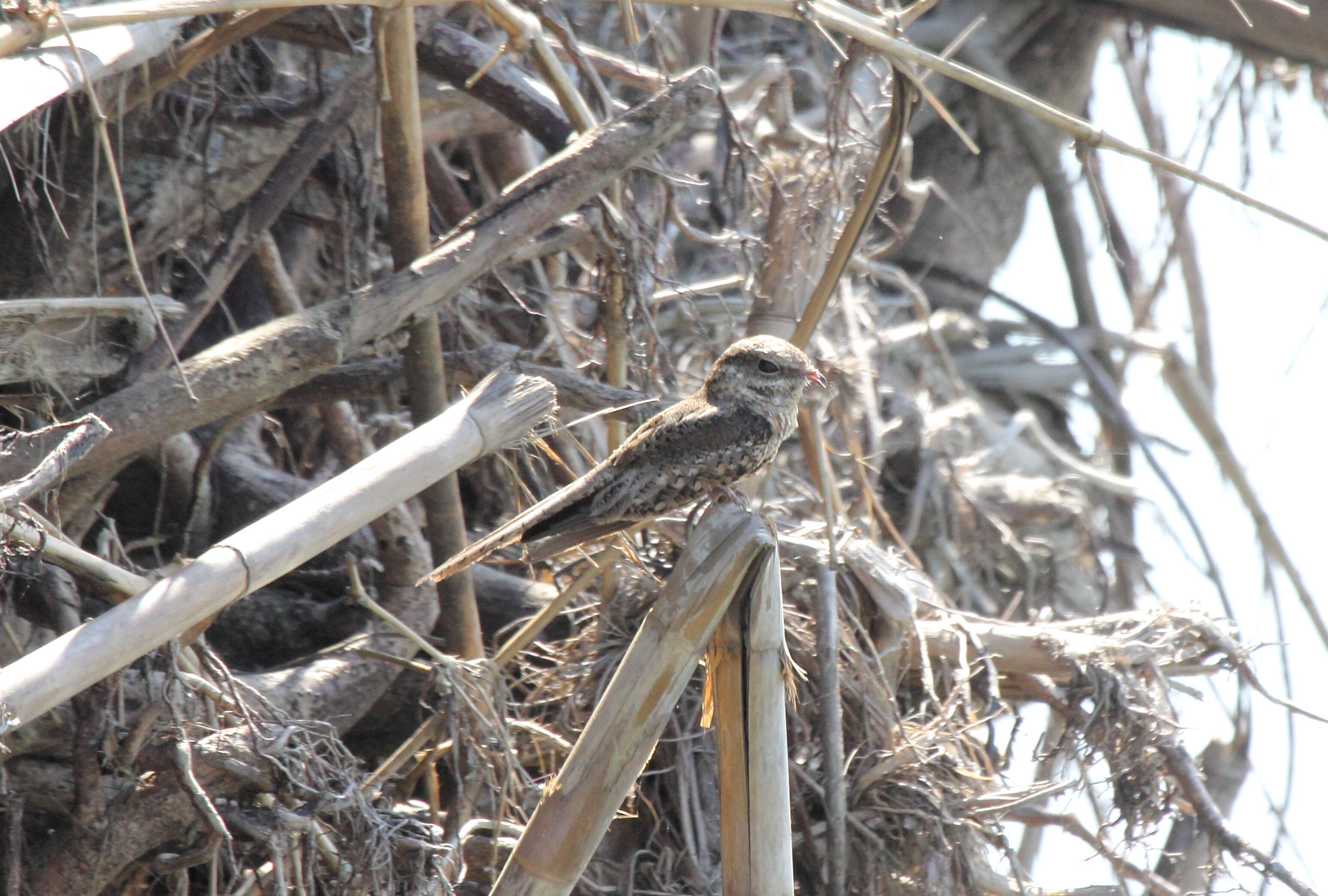 Image of Ladder-tailed Nightjar