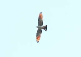 Image of Plumbeous Kite