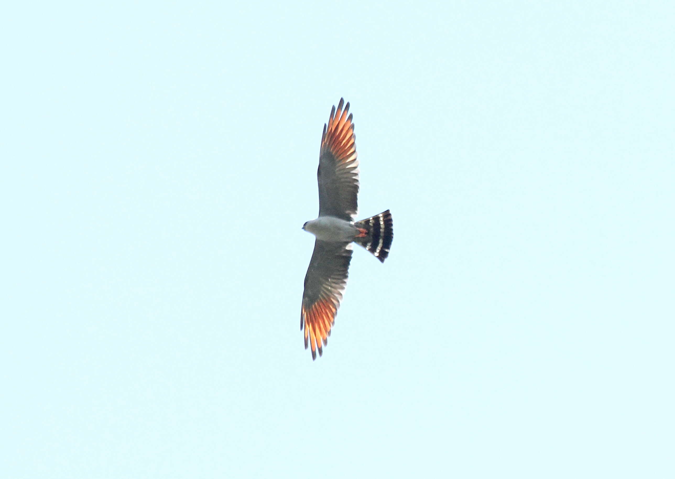 Image of Plumbeous Kite