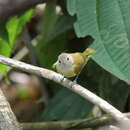 Image of Dusky-capped Greenlet