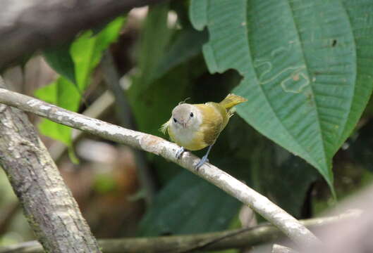 صورة Hylophilus hypoxanthus Pelzeln 1868