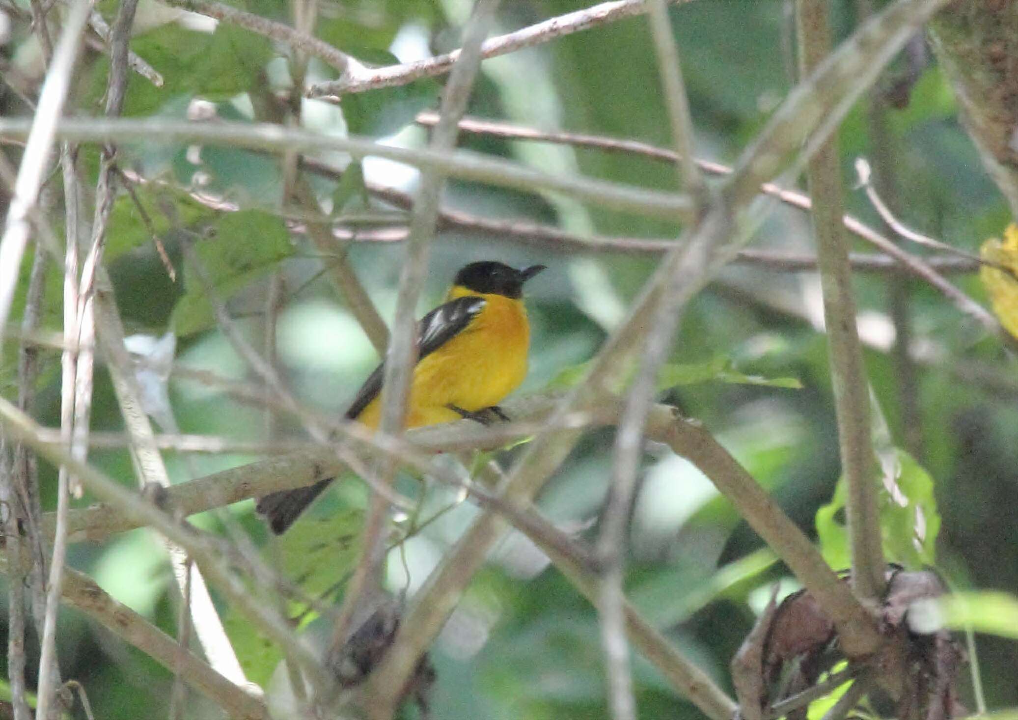 Image of White-winged Shrike-Tanager