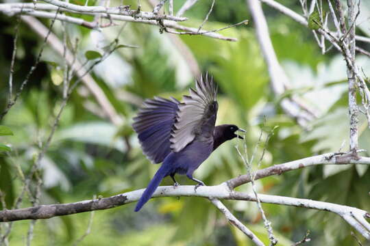 Image of Purplish Jay