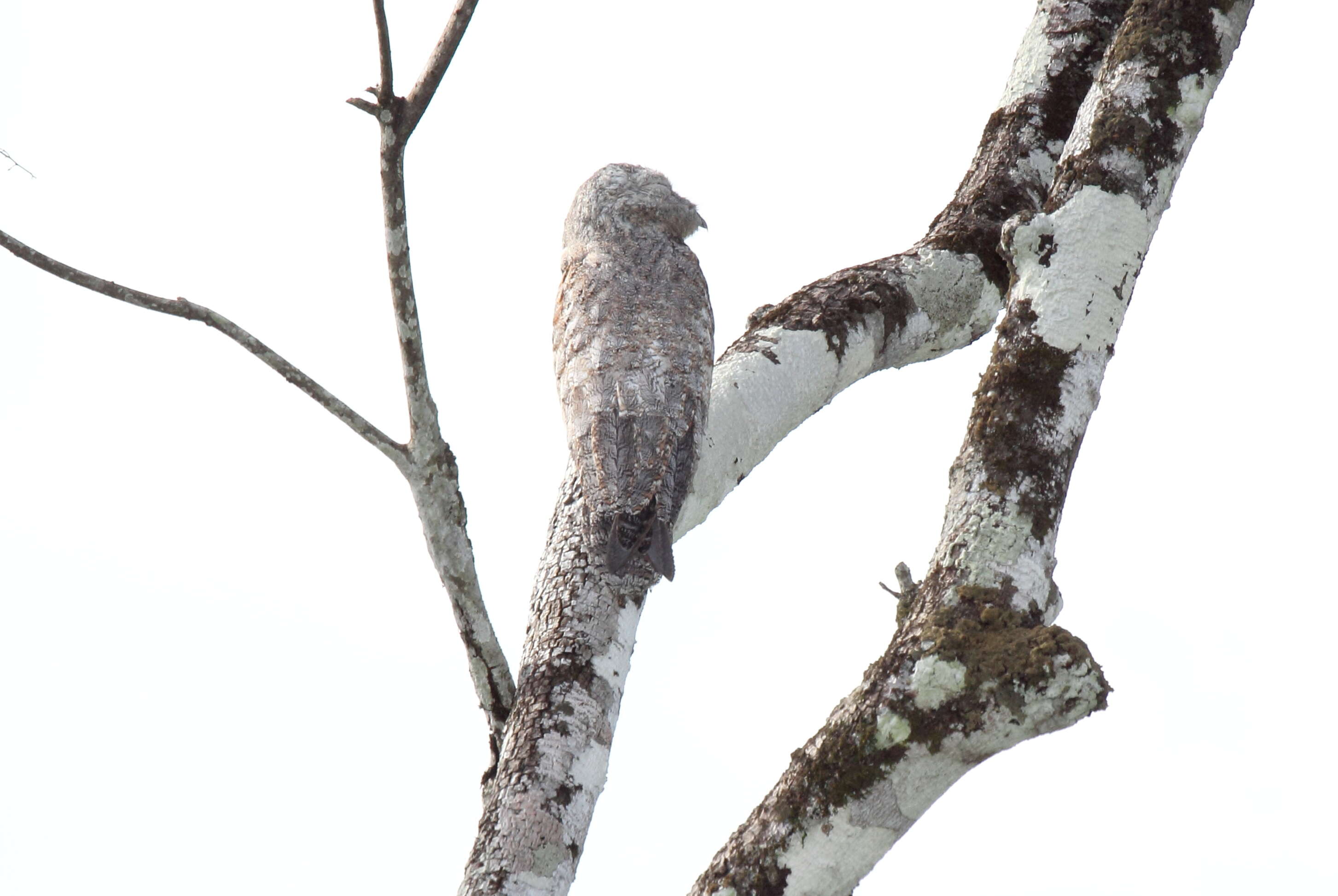 Image of Great Potoo