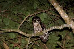 Image of Band-bellied Owl