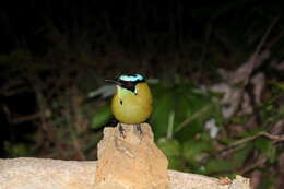 Momotus aequatorialis Gould 1858 resmi