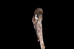 Image of Andean Potoo