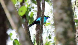 Image of Paradise Tanager