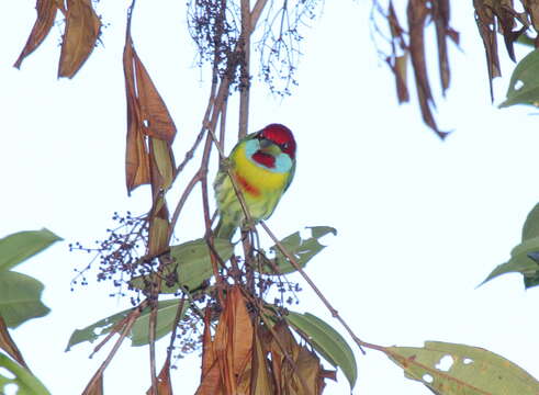 Image of Blue-moustached Barbet