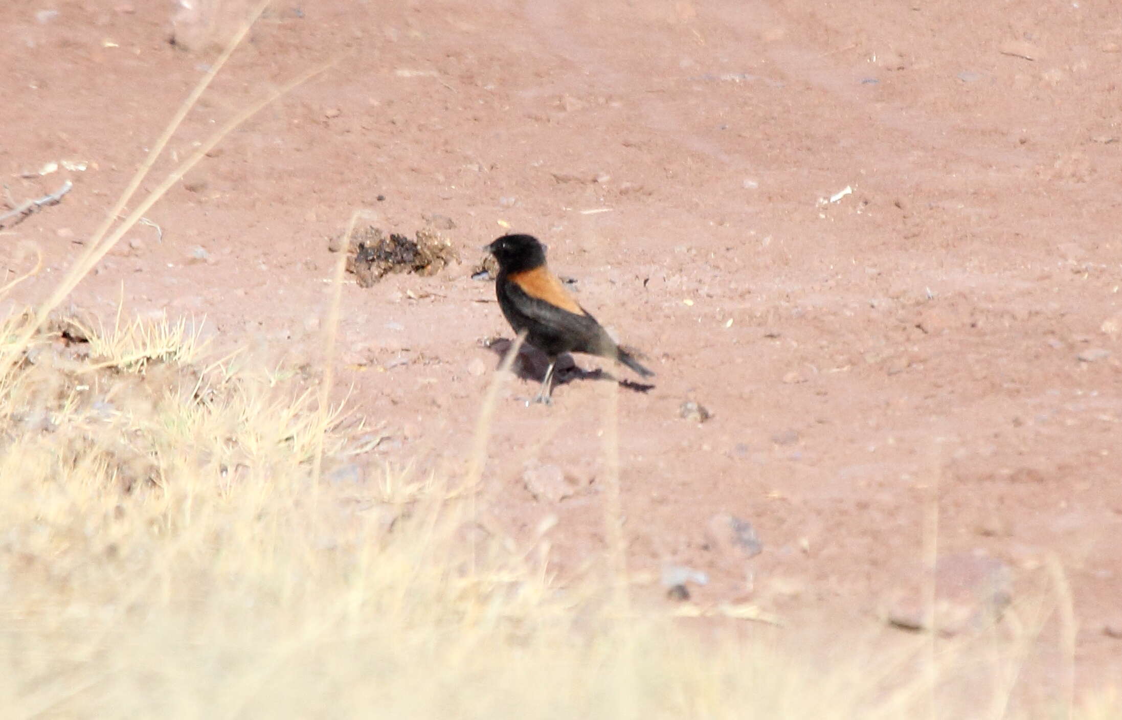 Image of Andean Negrito