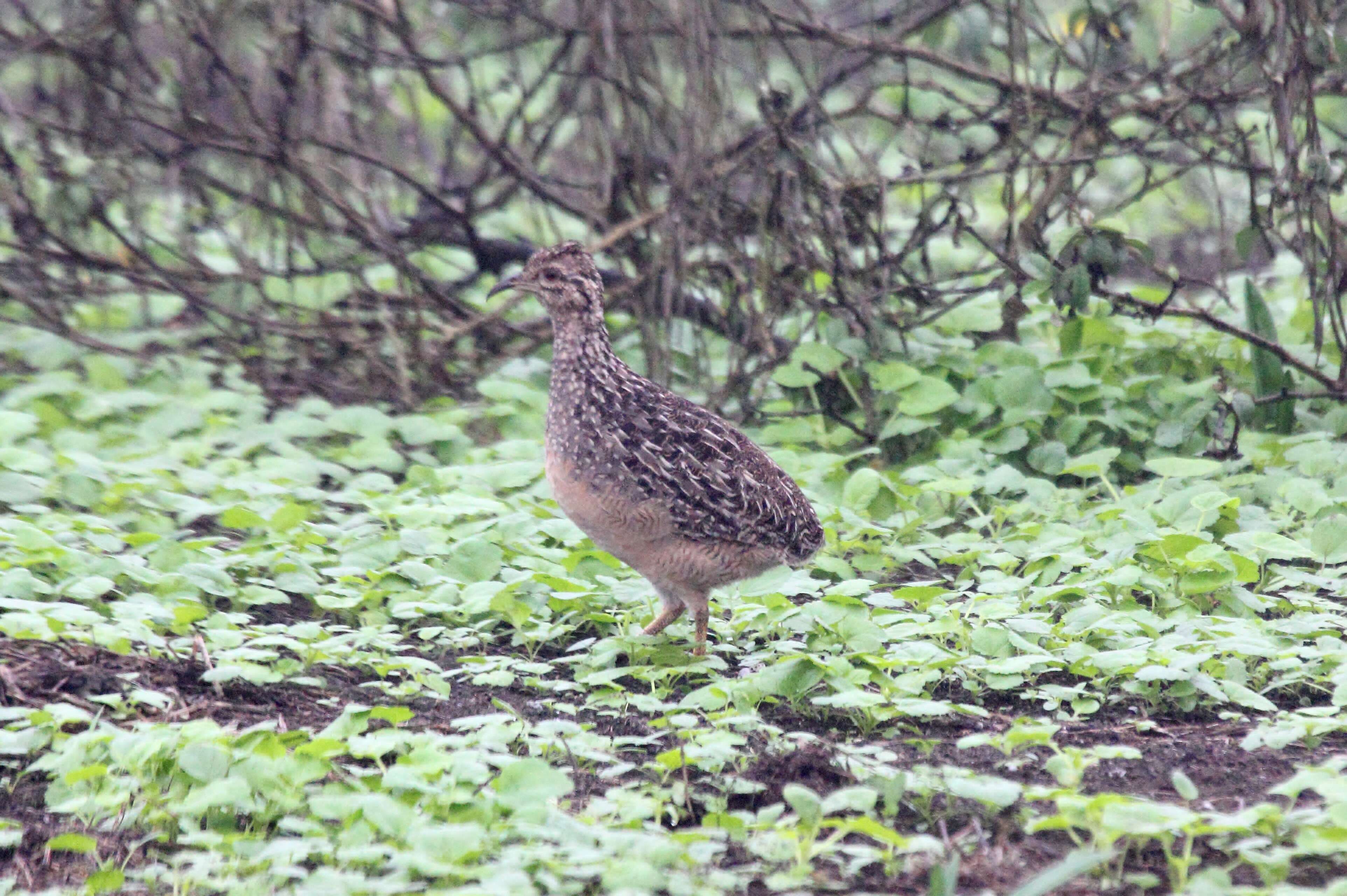 Image of Andean Tinamou