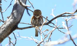 Image of Mountain Pygmy Owl